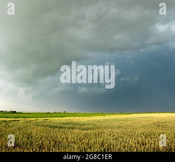 Dunkle Sturmwolken sammeln sich über den Getreidefeldern. Foto aufgenommen bei Tageslicht. Stockfoto