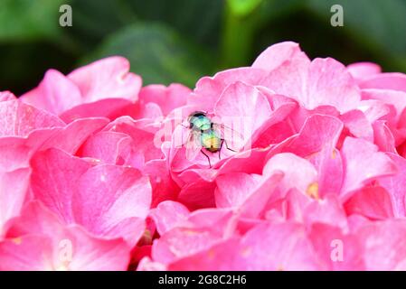 Urban Summer Garden in voller Blüte, Juli 2021 Stockfoto