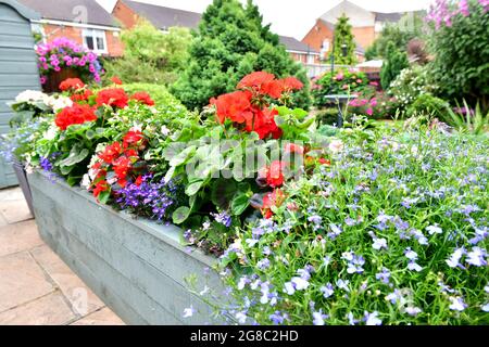 Urban Summer Garden in voller Blüte, Juli 2021 Stockfoto