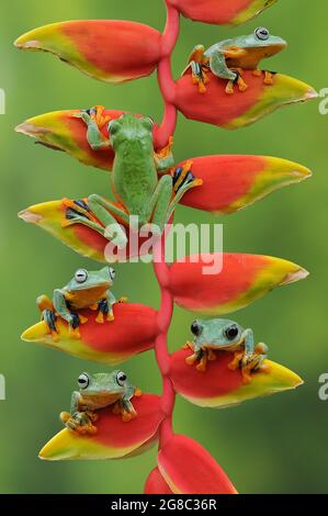 Ein Frosch kletterte den Stiel hinauf, um das perfekte Blütenblatt zu finden. JAKARTA, INDONESIEN: EIN ENTZÜCKENDES Bild hat den Moment VON SECHS Baumfröschen gath festgehalten Stockfoto