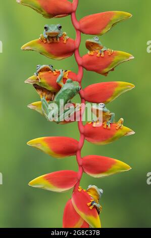 Zwei der Frösche hatten einen kurzen Streit darüber, wer dieses Blütenblatt bekommen sollte. JAKARTA, INDONESIEN: EIN ENTZÜCKENDES Bild hat den Moment SIX Tree eingefangen Stockfoto