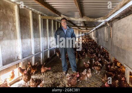 Der Eierbauer Douglas Wanstall, der auf seinem Bauernhof in Kent tätig ist, hat gegen Fridays Klage erhoben und behauptet, er sei für einen Salmonellenausbruch auf seinen Farmen verantwortlich Stockfoto