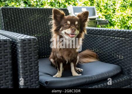 Niedliches braunes Langhaar chihuahua, das auf einem Stuhl in einem Gartenpavillon sitzt Stockfoto