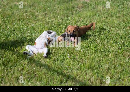 Zwei Pflegehunde spielen auf dem Hof Stockfoto