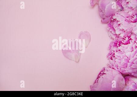 Pinke Pfingstrosen-Blüten auf rosa Hintergrund. Herzförmige zwei Blütenblätter. Platz für Text kopieren. Draufsicht. Konzept für Hochzeit, valentinstag oder Muttertag Stockfoto