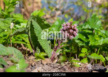 Violette Blüte des gemeinen Butterbur, auch Petasites-Hybridus oder Gewöhnliche Pestwurz genannt Stockfoto