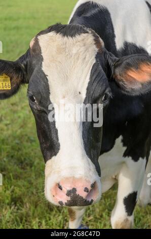 Fleckvieh-Rind (Bos primigenius taurus) Kuh, die direkt auf die Kamera schaut, Vieh auf einer Weide in Deutschland, Europa Stockfoto