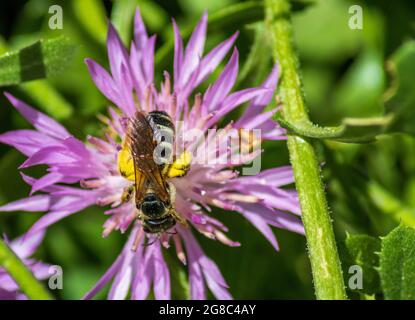 Halictus-Gattung, Schwitzbsen in einer Knapweed-Blume Stockfoto