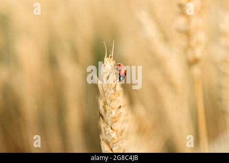 Marienkäfer kriechen auf dem Weizenspieß im gelben Weizenfeld, Weizenernte Sommer landwirtschaftlichen Hintergrund Stockfoto