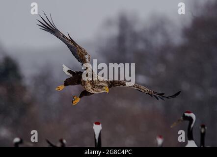 Eine Reihe von schönen gebrauchsfertigen Bildern, die Futter und eine Gruppe von Tieren, einschließlich Katzen und Hunde, und einige Dekorationsbilder enthalten Stockfoto