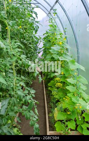 Reihen von Gurken- und Tomatenpflanzen, die auf einem Gewächshaus wachsen. Konzept des ökologischen Landbaus. Selektiver Fokus. Stockfoto