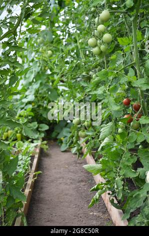 Reihen von Tomatenpflanzen, die auf einem Gewächshaus wachsen. Konzept des Anbaus Ihrer eigenen Bio-Lebensmittel. Stockfoto