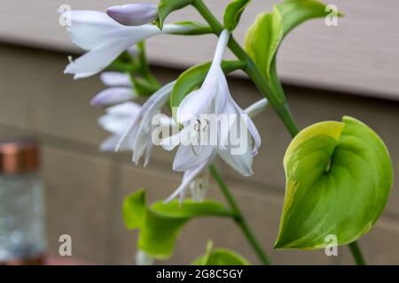 Im Garten von Hosta blühen mehrere weiße und lavendelfarbene Hosta-Blüten Stockfoto