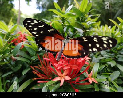 Nahaufnahme eines schönen Tithorea Terracina Schmetterlings auf Gartenblumen Stockfoto