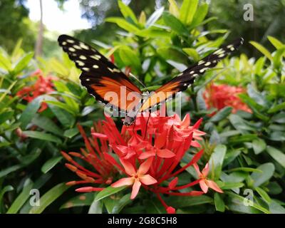 Nahaufnahme eines schönen Tithorea Terracina Schmetterlings auf Gartenblumen Stockfoto