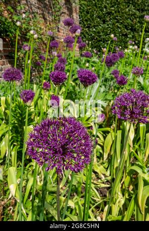 Nahaufnahme der ornamentalen Zwiebel lila Allium Blumen Blüte wächst in einem Blumengarten im Sommer England UK Vereinigtes Königreich GB Großbritannien Stockfoto