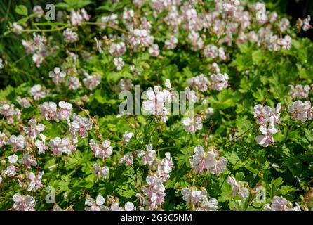 Nahaufnahme der weißen Geranium cantabrigiense 'Biokovo' Cranesbill Blumen im Garten im Sommer England UK Vereinigtes Königreich GB Großbritannien Stockfoto