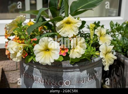 Nahaufnahme von cremegelben Petunia petunias Blüten, die im Sommer in einem Topf im Garten wachsen England Vereinigtes Königreich GB Großbritannien Stockfoto