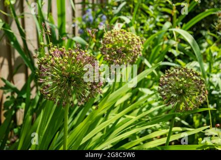 Nahaufnahme der Zierzwiebel-Allium-Sämchenkopfblüten Blüte in einem Blumengarten im Sommer wächst England Vereinigtes Königreich GB Großbritannien Stockfoto