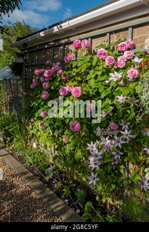 Nahaufnahme der rosa Rose ‘Gertrude Jekyll’ und clematis ‘Samaritan Jo’ wächst auf Spalier an einer Wand Blumen im Garten im Sommer England Großbritannien Stockfoto