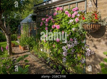 Rose ‘Gertrude Jekyll’ und clematis ‘Samaritan Jo’, die auf Spalieren an einer Wand wachsen, blüht im Sommer in England in einem Hüttengarten Stockfoto