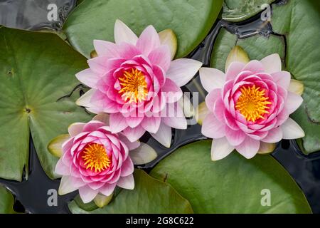 Rosa Seerosen Nymphaea Blume blühende Blumen auf einem Teich im Sommer England Vereinigtes Königreich GB Großbritannien Stockfoto