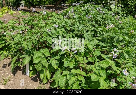 Kartoffelpflanzenpflanzen Kartoffeln wachsen in der Zuteilung Gemüsegarten im Sommer England UK Vereinigtes Königreich GB Großbritannien Stockfoto