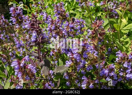 Nahaufnahme von lila Salbei Salvia officinalis 'Purpurea' Blüten blühen in einem Kräutergarten im Sommer England UK Vereinigtes Königreich GB Great B Stockfoto