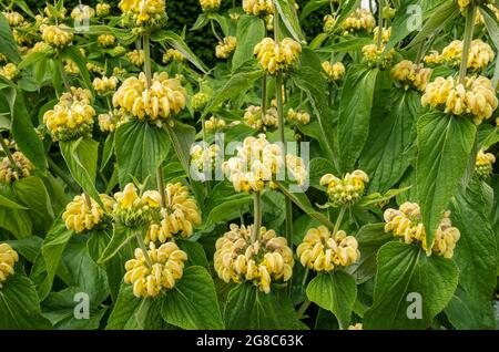 Nahaufnahme des türkischen Salbeis Phlomis russeliana Blumen Blüte wächst in einem Blumengarten im Sommer England Vereinigtes Königreich GB Great Britai Stockfoto