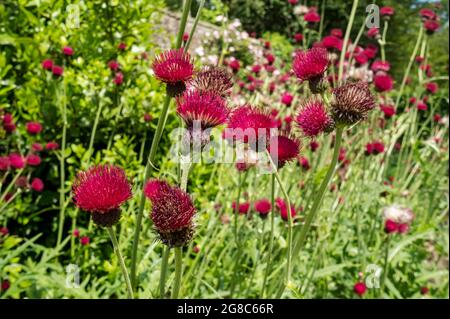 Nahaufnahme der roten Bachdistel cirsium rivulare 'Atropurpureum' Blüten blühen in einem Blumengarten im Sommer England GB Stockfoto