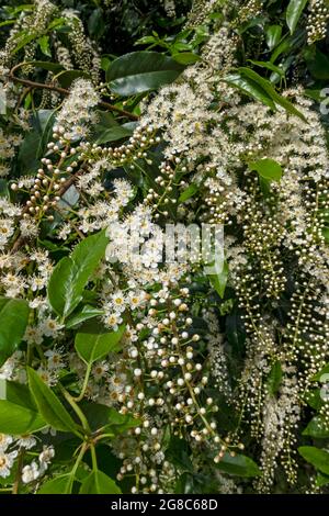 Nahaufnahme der Blumen von Cherry Laurel Englische Laurel-Strauchpflanze im Sommer England UK Vereinigtes Königreich GB Großbritannien Stockfoto