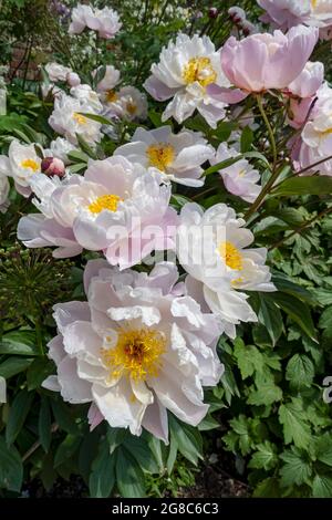 Nahaufnahme von rosa weißen Pfingstrosen Pfingstrosen Blumen blühen im Cottage Garten im Sommer England UK Vereinigtes Königreich GB Großbritannien Stockfoto