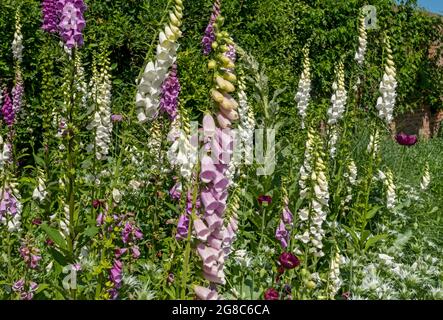 Nahaufnahme von rosa lila und weißen Digitalishandschuhen Fuchshandschuhe Blumen im Cottage Garten Blumenbeet im Sommer England Großbritannien Großbritannien Großbritannien Großbritannien Großbritannien Großbritannien Großbritannien Stockfoto