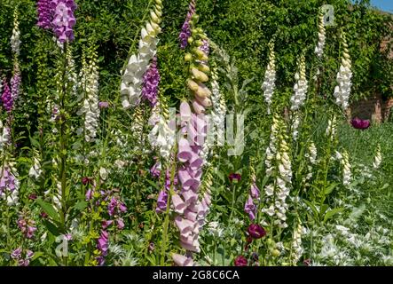 Nahaufnahme von rosa violetten und weißen Digitalis-Füchshandschuhen Füchshandschuhblumen blühen im Sommer in einem Hüttengarten England Vereinigtes Königreich Großbritannien Stockfoto