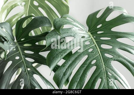 Natürlicher Hintergrund mit tropischen Monsterablättern bei Tageslicht. Stockfoto