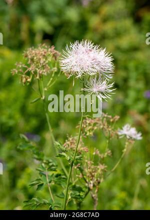 Thalictrum aquilegifolium oder Wiesenraute in subtropischer Umgebung im Rila Naturreservat, Rila Mountain, Bulgarien, Europa Stockfoto