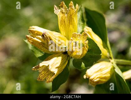 Gefleckte Enzian oder Gentiana punctata in natürlicher Umgebung, Rila Mountain and Nature Reserve, Bulgarien, Südosteuropa, Balkan Stockfoto