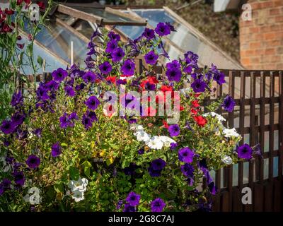 Süße Erbsenblüten auf Spalieren Stockfoto