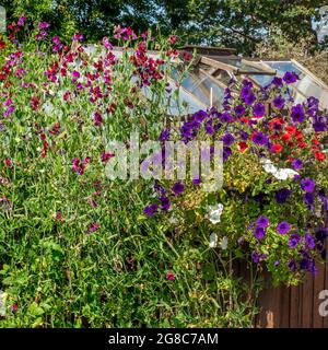 Süße Erbsenblüten auf Spalieren, neben einem bunten Hängekorb mit einem Holzgewächshaus dahinter. Stockfoto