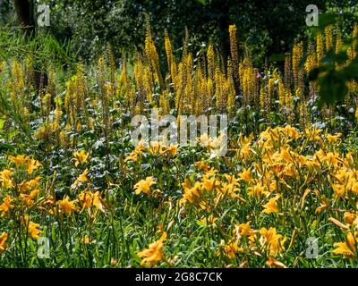 Blumenbeet mit gelben und orangen Taglilie- und Fuchsschwanzlilien, die in einem britischen Garten wachsen Stockfoto