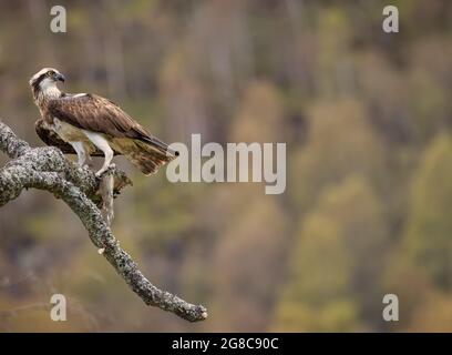 Wild Osprey ruht auf einem Zweig mit einem kürzlich gefangenen Fisch aus einem schottischen Loch Stockfoto