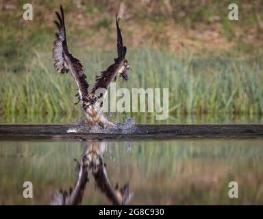 Wilder Fischadler, der in einem kleinen Loch in Schottland landet und versucht, Fische zu fangen Stockfoto