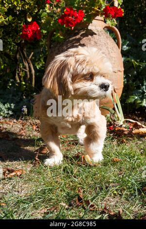 Lhasa Apso Hund vor einem Blumentopf in einem Garten Stockfoto