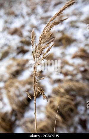 Gelbes, vertrockntes Gras, das an einem frühen Frühlingsmorgen mit Schnee bedeckt war. Nach dem Winter bleibt Schnee. Stockfoto