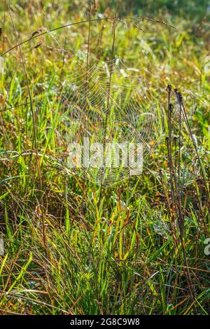 Kopfsteinpflaster im Gras mit morgendlichem Tau Stockfoto