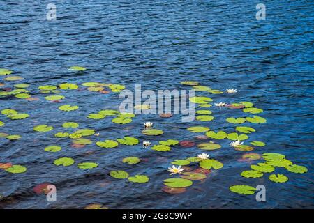 Weiße Seerose schwimmt auf einem See Stockfoto