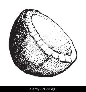 Skizze Kokosnuss halb Vektor-Symbol isoliert auf einem weißen Hintergrund, Kunst-Logo-Design. Stock Vektor
