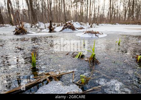 Dünnes rissenes Eis auf Pfützen im Wald. Keimung der Pflanzen im Frühjahr. Anfang des Frühlings mit Überresten von Schnee und Eis. Stockfoto