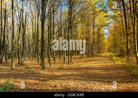 Ein Weg in einem schönen Herbstwald an einem sonnigen Oktobertag Stockfoto