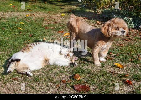 Lhasa Apso Hund und Katze liegen im Herbst zwischen abgestorbenen Blättern in einem Garten Stockfoto